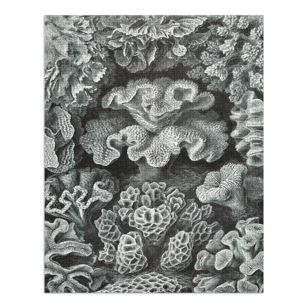 Ernst Haeckel, Hexacoralla (1000 Piece Puzzle, Size 19x27, Challenging Jigsaw Puzzle for Adults and Family, Made in )