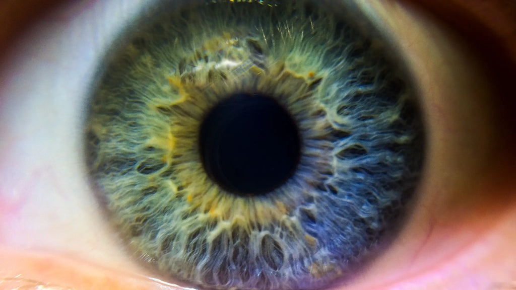 SonyCyber-shot -  10x High Definition Multi-Element Close-Up (Macro) Lens (Includes Filter / Lens Adapter)
