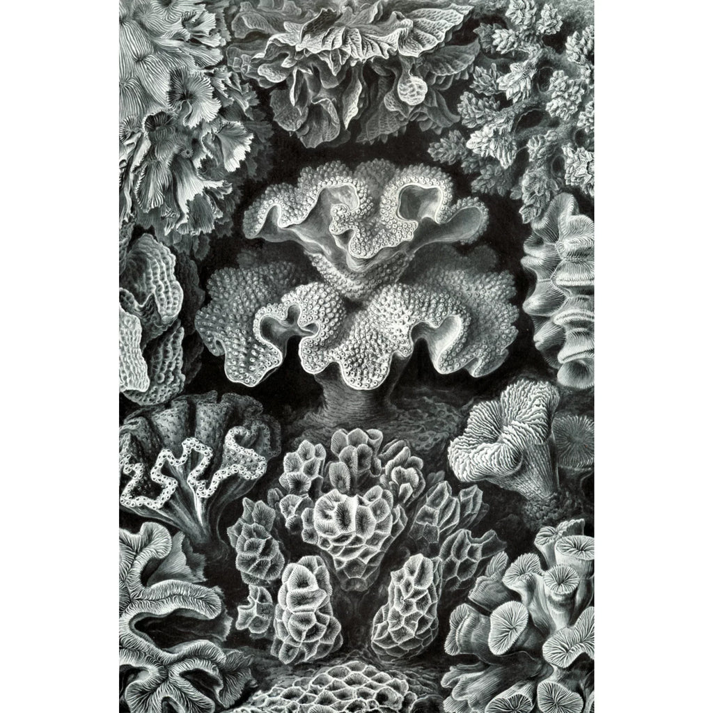 Ernst Haeckel, Hexacoralla (1000 Piece Puzzle, Size 19x27, Challenging Jigsaw Puzzle for Adults and Family, Made in )